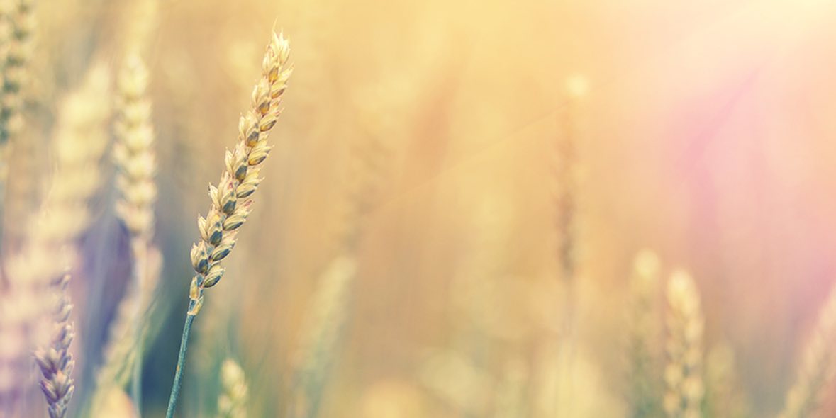 Heuschnupfen Symptome mit Augentropfen lindern