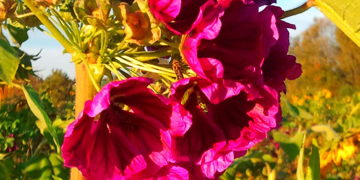 Antiallergika in Augentropfen Antiallergika in Augentropfen