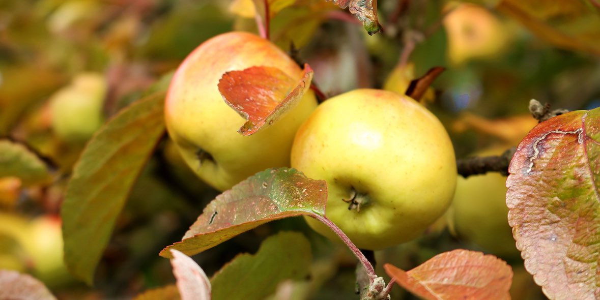 Augentropfen Ratgeber bei Heuschnupfen