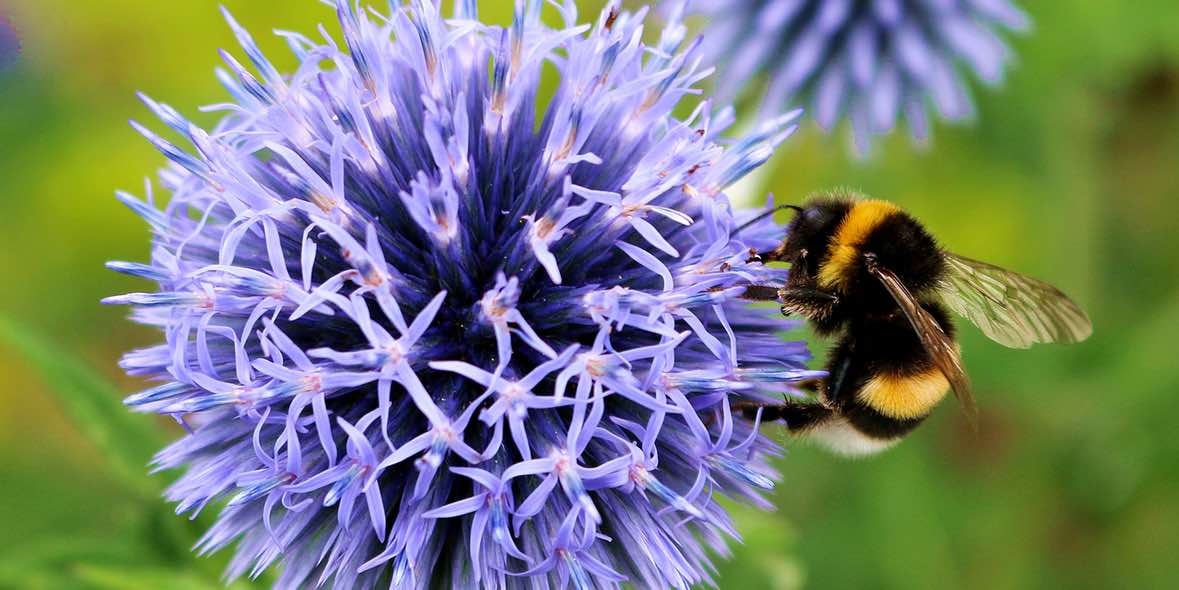 Augentropfen als Therapieoption