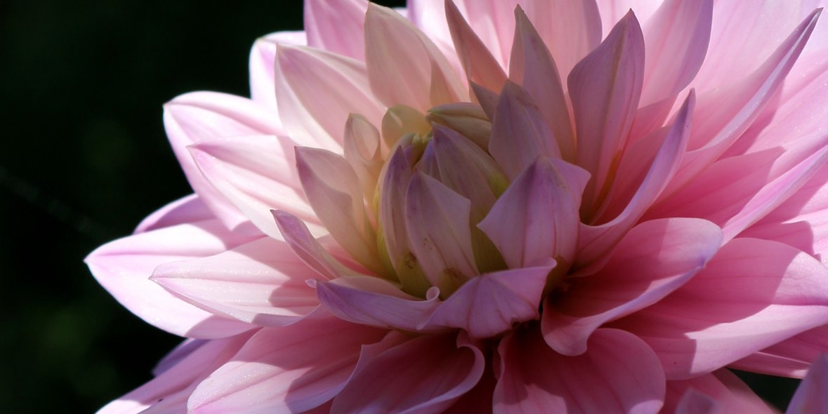 Antiallergische Augentropfen zur Vorbeugung vor der Pollensaison