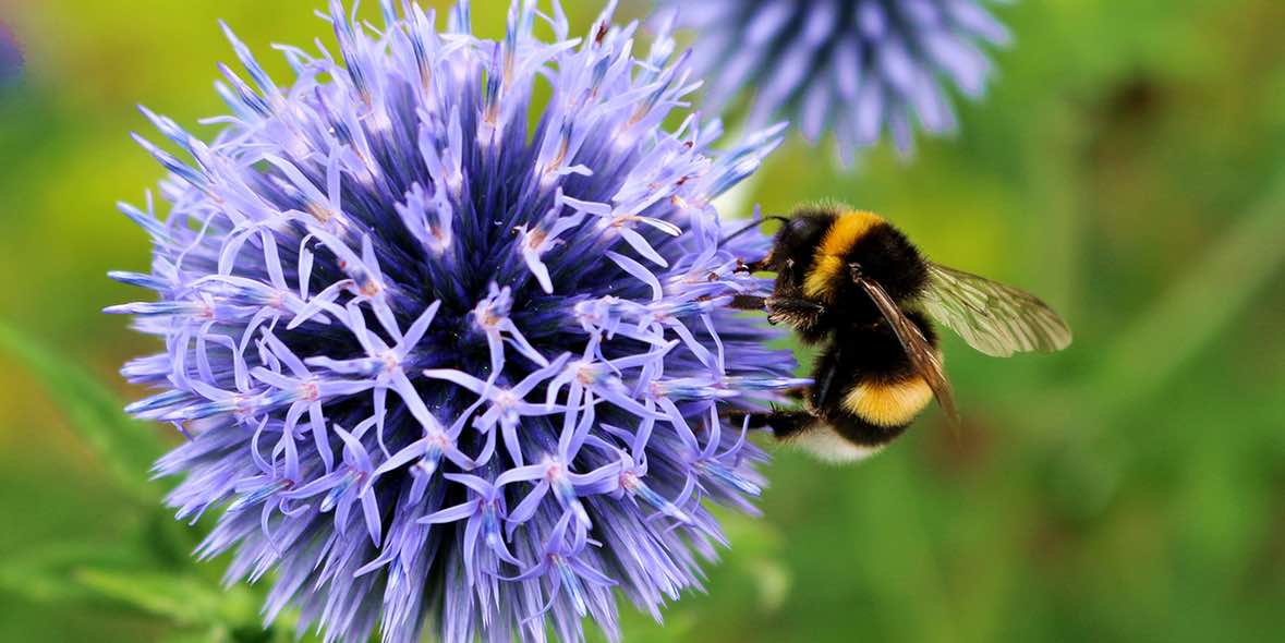 Bei erhöhtem Pollenaufkommen / Augentropfen für Allergiker