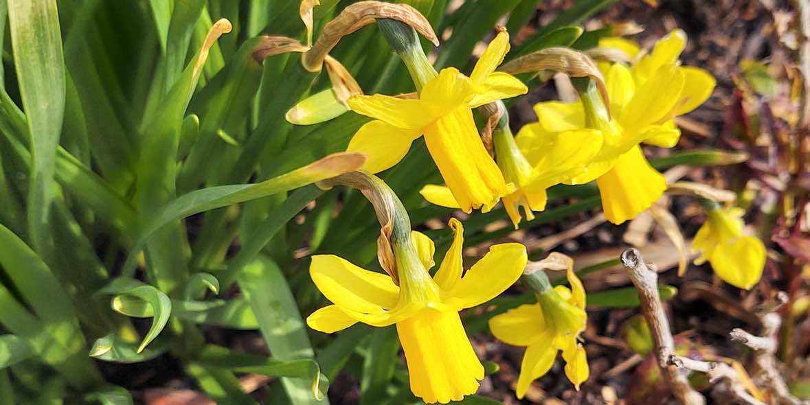 Augentropfen lindern Allergiebeschwerden