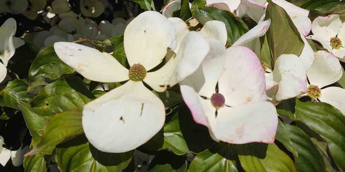 Dauerhafte Anwendung von Augentropfen bei Heuschnupfen Dauerhafte Anwendung von Augentropfen bei Heuschnupfen