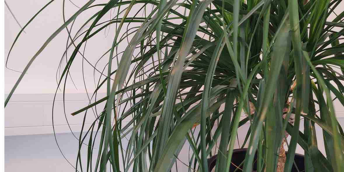 Augentropfen lindern Symptome von Allergie Augentropfen lindern Symptome von Allergie