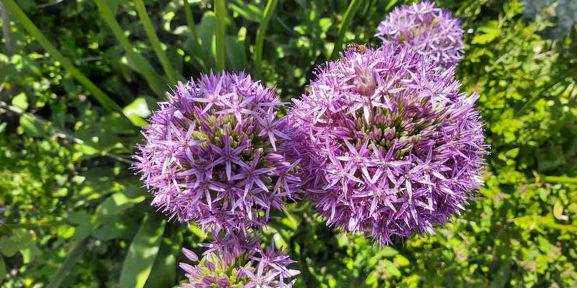 Augentropfen bei Allergie regelmäßig anwenden