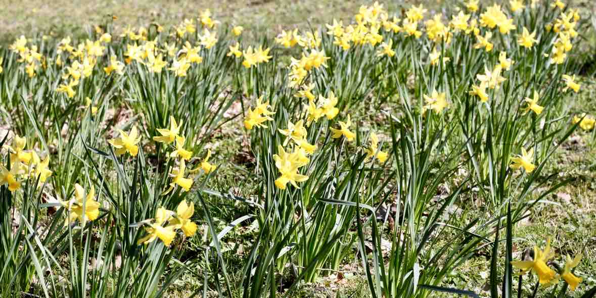 Antiallergische Augentropfen unverzichtbar