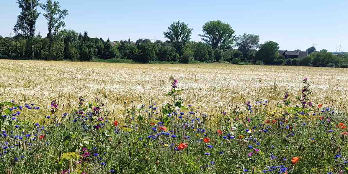 Sofort-Typ bei Allergie