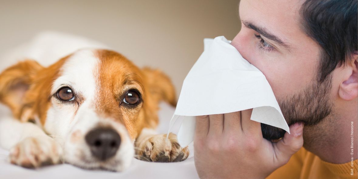 tierhaarallergie-und-jetzt Mann schnäuzt sich mit Hund im Hintergrund zum Thema Tierhaarallergie