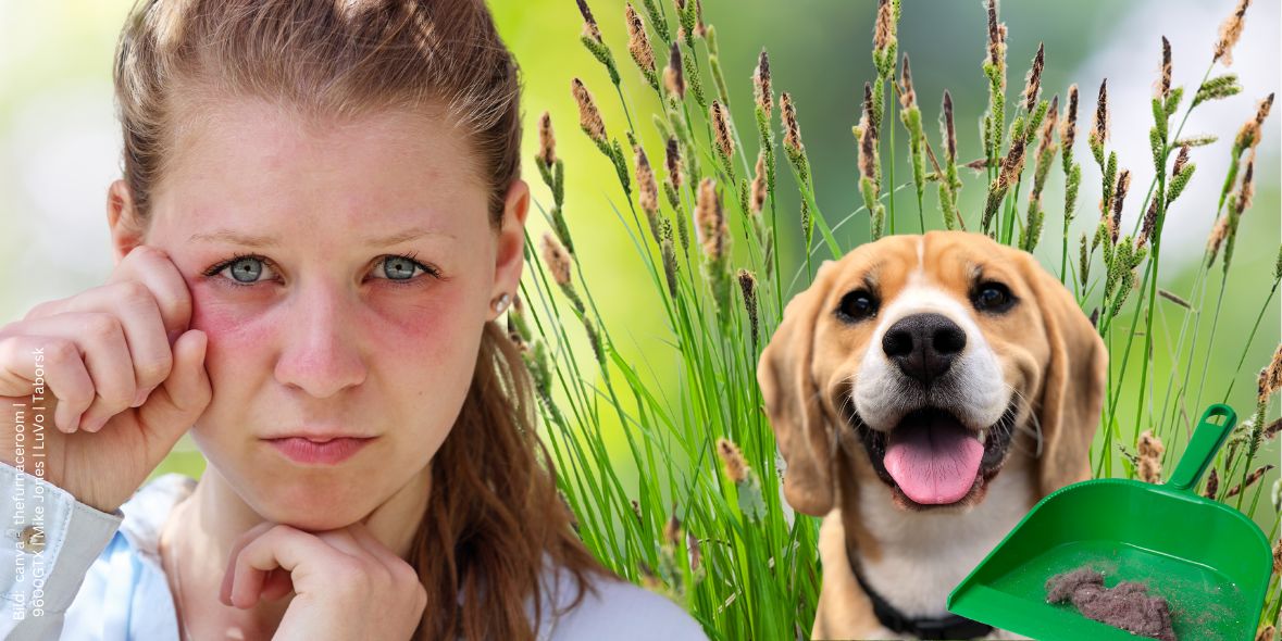 ursachen-von-allerigen Junge Frau mit Allergiesymtomen an den Augen. Seitlich im Hintergrund blühende Gräser, ein Hund und eine grüne Kehrschaufel mit Hausstaub zum Thema Ursachen von Allergien.