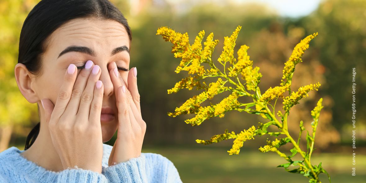 ambrosia-allergie Nahaufnahme Frau reibt sich die Augen, daneben blühende Ambrosia Pflanze vor verschwommenem Hintergrund in der Natur zum Thema Ambrosia-Allergie