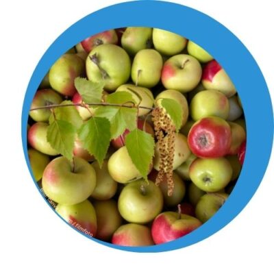 kreuzallergie Ein Birkenzweig mit Birkenpollen und im Hintergrund Äpfel zum Thema Kreuzallergie