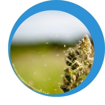 graeserallergie Nahaufnahme Grashalm, der Pollen verliert zum Thema Gräserallergie